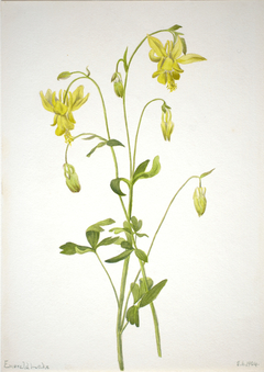 Untitled--Plant Study by Mary Vaux Walcott