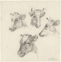 Vier studies van een koeienkop by Pieter Jan Guise