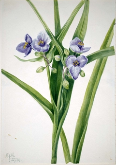 Virginia Spiderwort (Tradescantia virginiana) by Mary Vaux Walcott