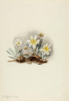 White Dryad (Dryas octopetala) by Mary Vaux Walcott