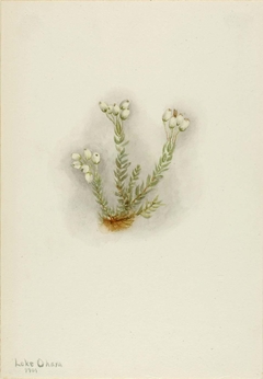 White Heather (Phyllodoce grandiflora) by Mary Vaux Walcott