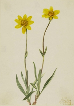 Woolly Arnica (Arnica tomentosa) by Mary Vaux Walcott