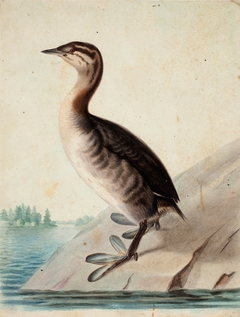 Young Horned Grebe by Wilhelm von Wright