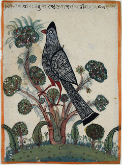 A large black and grey bird in a tree with tufted leaves by Anonymous