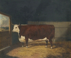 A Prize Bull in a Barn by Richard Whitford