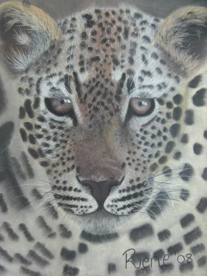 baby leopard