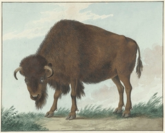 Bison by Isaac van Haastert