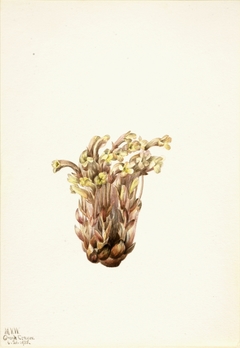 Broomrape (Orobanche fasciculata) by Mary Vaux Walcott