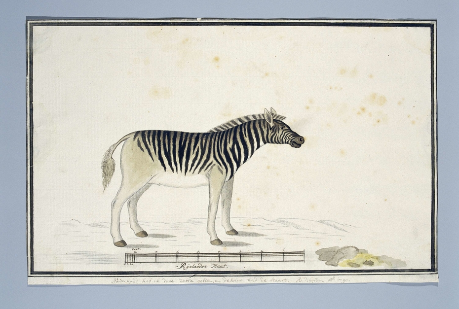 Burchell zebra (Equus burchellii)