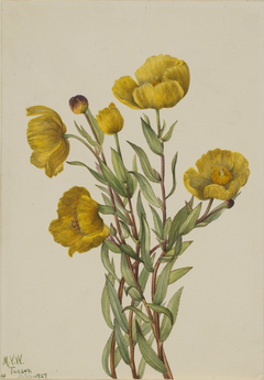 Bushpoppy (Dendromecon rigidum) by Mary Vaux Walcott