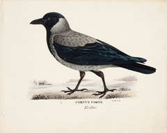 Crow by Wilhelm von Wright