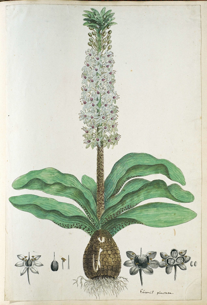 Eucomis humilis of kuifplant; met detailstudies van de bloeiwijze
