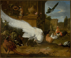 Fowls and a white peacock