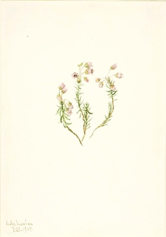 Heather (Phyllodoce intermedia) by Mary Vaux Walcott
