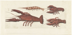 Langoustine, twee rivierkreeftjes en garnaal by Unknown Artist