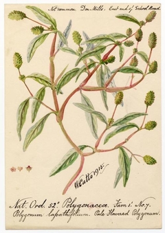 Pale flowered polygonum (Polygonum lapathifolium) - William Catto - ABDAG016261 by William Catto