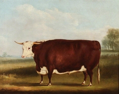 Prize Bull by William Henry Davis