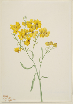 Psilostrophe sparsiflora by Mary Vaux Walcott