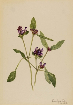 Self-Heal (Prunella vulgaris) by Mary Vaux Walcott