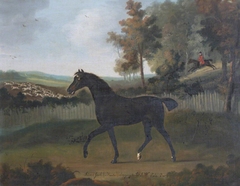 'Silver Jack', a Black Horse in a Field