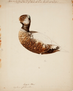 Steller's Eider, Young Male ; unfinished