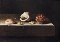 Still life with two large and four smaller shells by Adriaen Coorte
