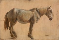 Study of a Grey Horse