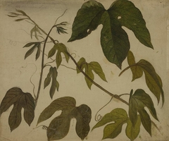 Study of Passion Flower Leaves