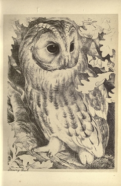 Tawny owl by Jemima Blackburn