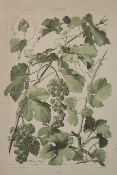 The Plant, Wine, Vine, Grapes by Willibald Schulmeister