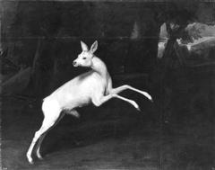 The white roebuck by Jan van Nickelen