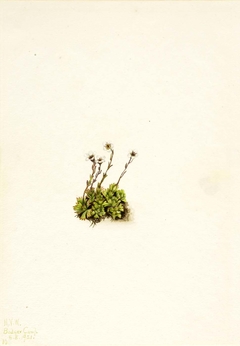Tufted Saxifrage (Saxifraga caespitosa) by Mary Vaux Walcott