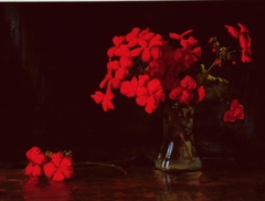 Untitled (Red geraniums)