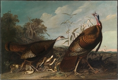 Wild Turkey Cock, Hen, and Chicks by John James Audubon