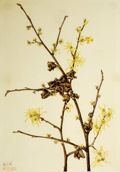 Witch Hazel (Hamamelis virginiana) by Mary Vaux Walcott