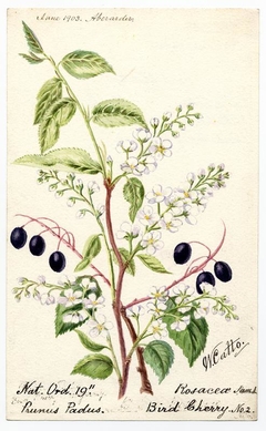 Bird Cherry (Prunus Padus) - William Catto - ABDAG016200 by William Catto