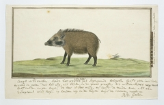 Bosvarken (Potomachoerus porcus), een jong vrouwtje by Robert Jacob Gordon