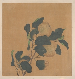 Branch of Tree with Fruit by Anonymous
