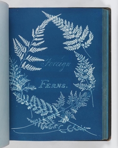 Foreign Ferns by Anna Atkins