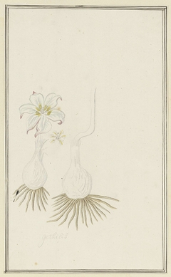 Gethyllis; links de knol met bloem, daarnaast detailstudie van de bloeiwijze, rechts de knol met stengel
