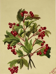 Grouseberry (Viburnum americanum) by Mary Vaux Walcott