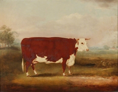 Hereford Cow by William Henry Davis