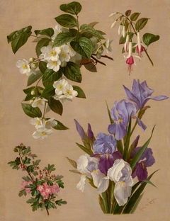 Iris, fuchsia, and other flowering plants by Paul de Longpré