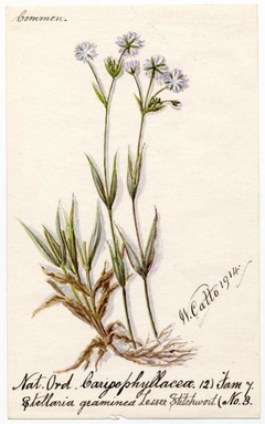 Lesser stitchwort (stellaria graminea) - William Catto - ABDAG016368 by William Catto