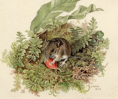 Long-tailed field mouse by Jemima Blackburn