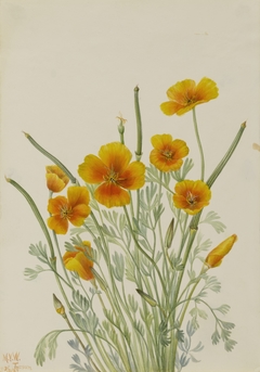 Mexican Poppy (Eschscholtzia mexicana) by Mary Vaux Walcott