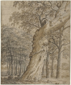 Oude eik in een bos by Joris van der Haagen