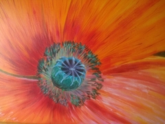 Poppy in close-up by Brenda Helps