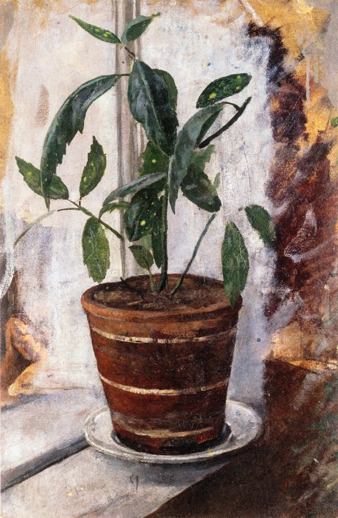 Potted Plant on the Window-Sill