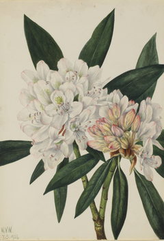 Rosebay Rhododendron (Rhododendron maximum) by Mary Vaux Walcott